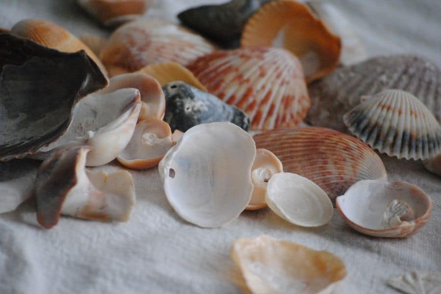 seashells as souvenirs from sri lanka