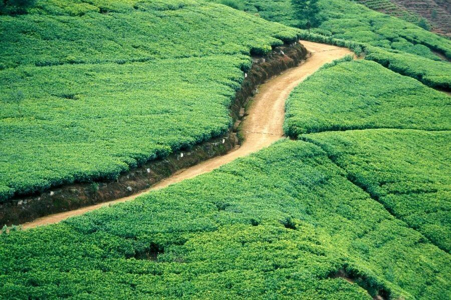 Tea gardens Nuwara Eliya Ceylon tea as souvenirs from Sri Lanka