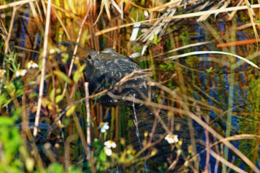 alligators everglades national park florida keys