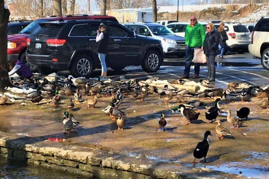 lititz springs park duck feeding