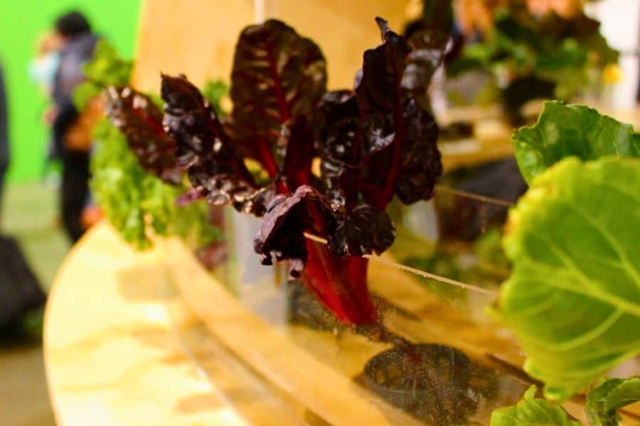 2018 philadelphia flower show aquaponics