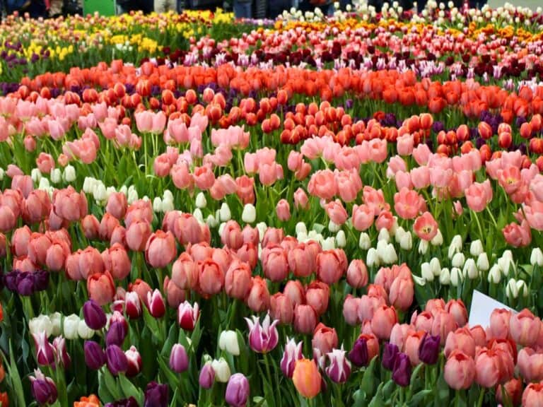 phs philadelphia flower show pa usa