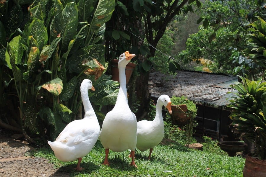 Geese and other animals at Greenwoods Thekkady