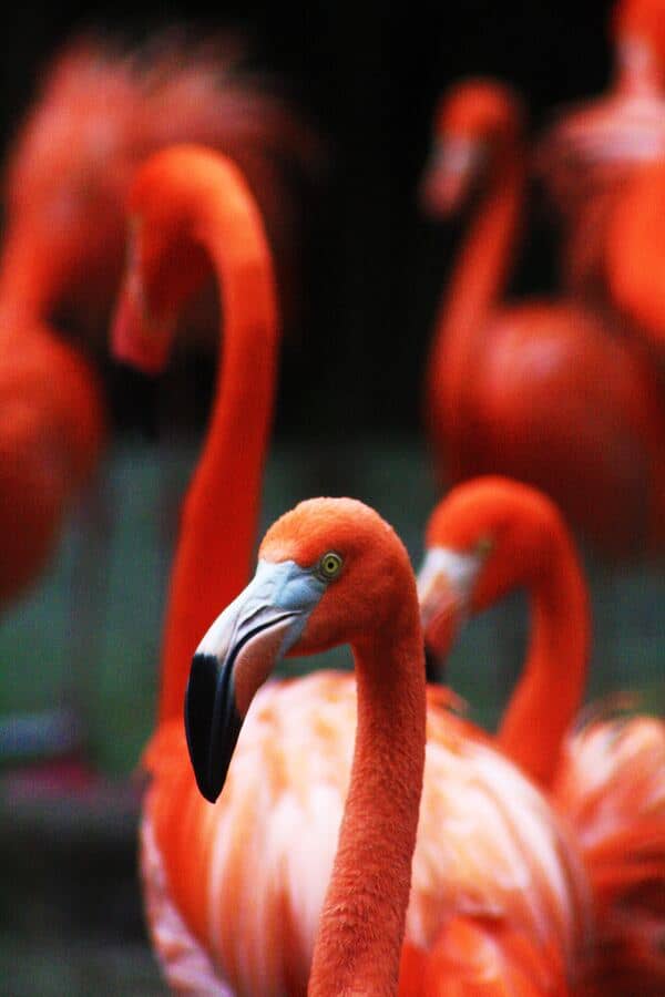 Flamingos Jurong bird park singapore