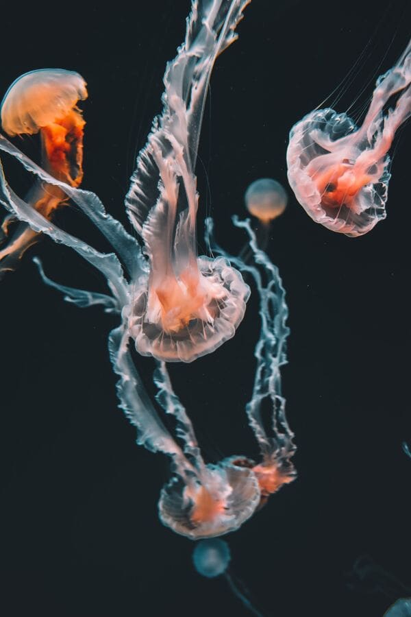 jellyfish sea aquarium sentosa
