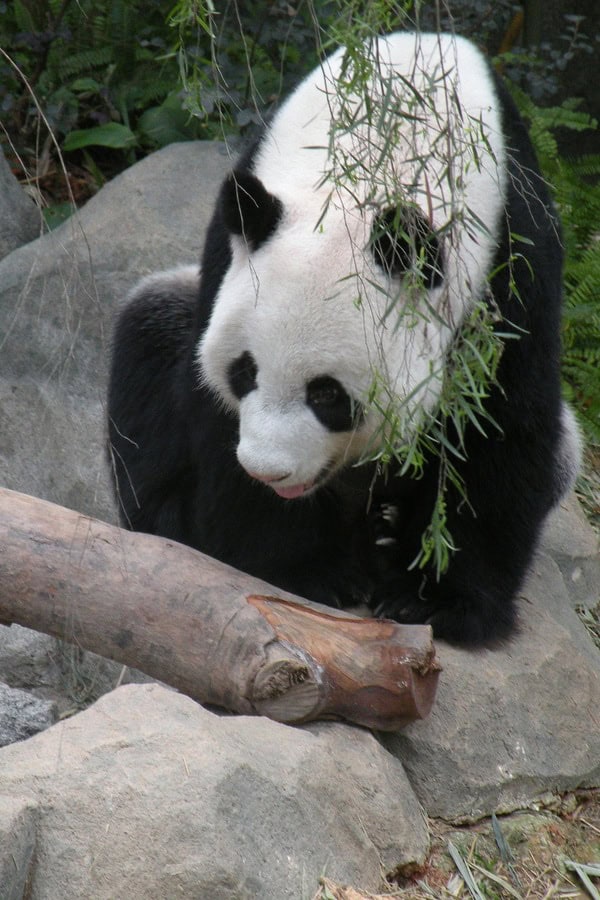 panda river safari singapore
