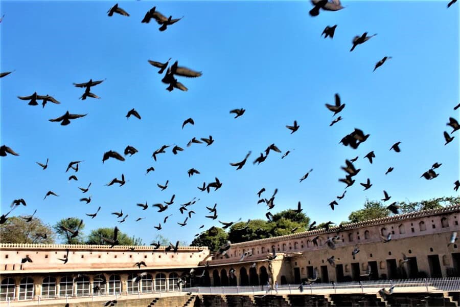 pigeons flock together at chand baori in abhaneri rajasthan