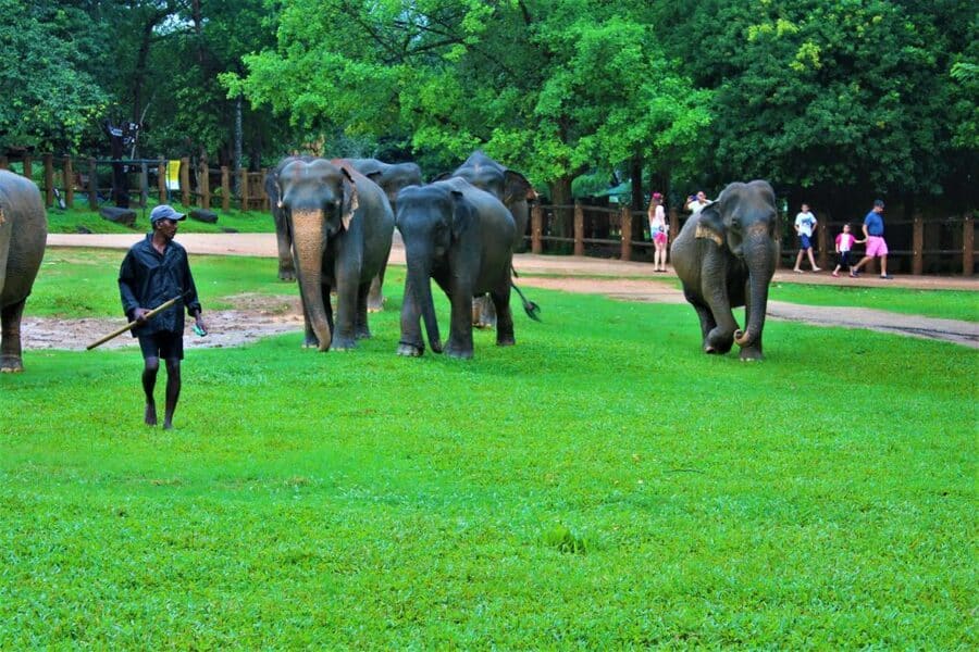 Pinnawala Elephant Orphonage Sri Lanka Itinerary