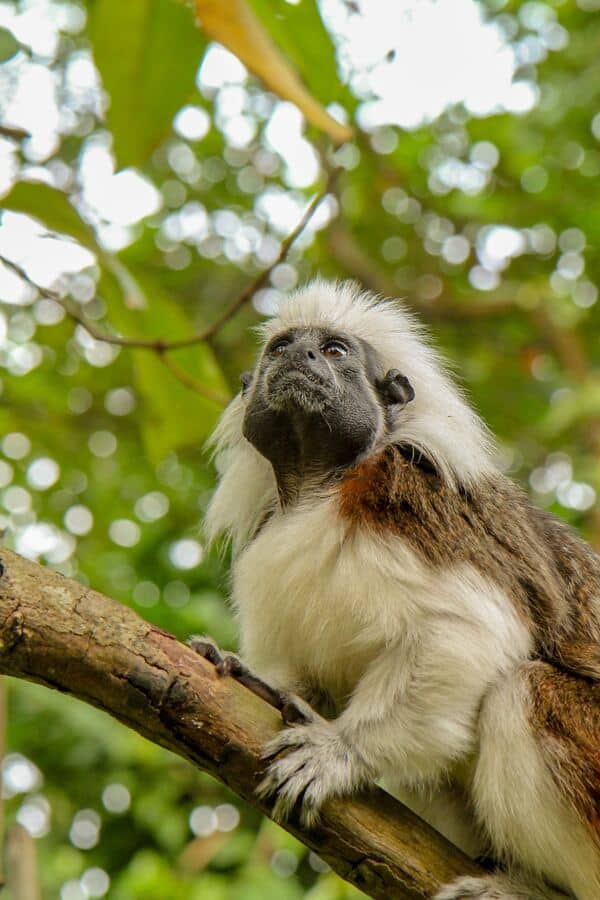 singapore zoo