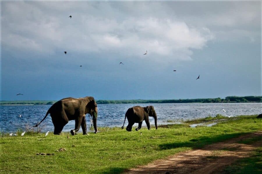 Elephants Udawalawe National Park
