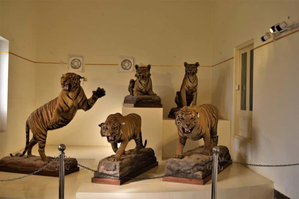 tiger gallery jai vilas palace