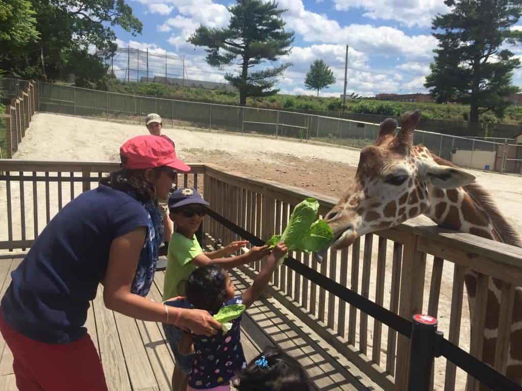 Philadelphia Elmwood zoo giraffe feeding