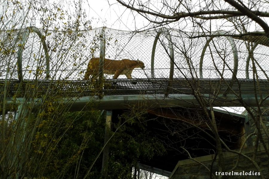 Philadelphia Zoo360 trail