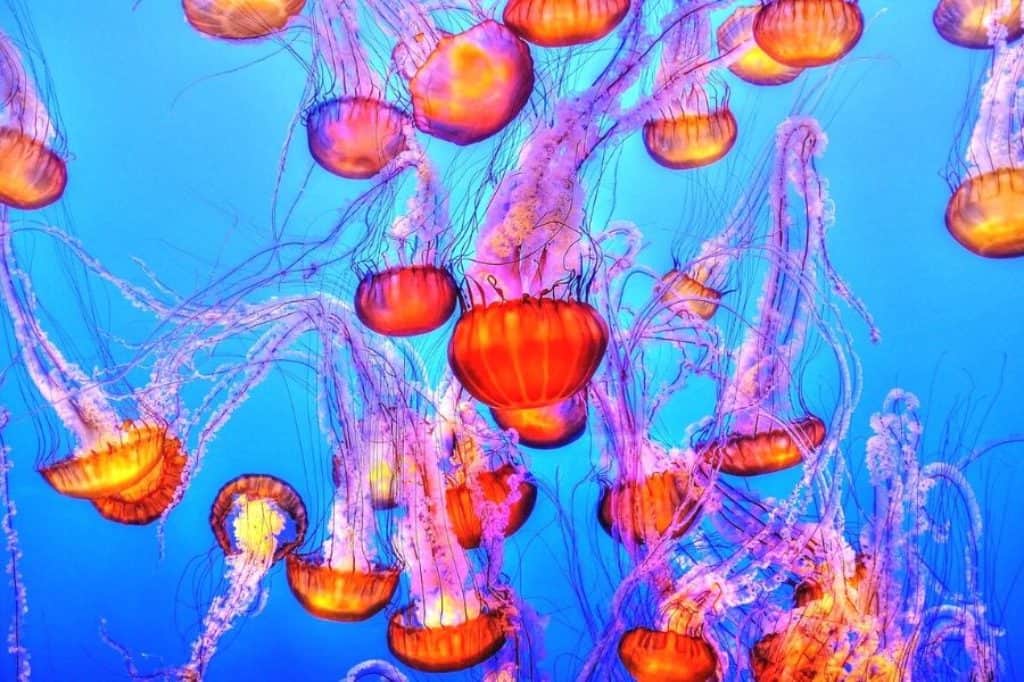adventure aquarium philadelphia