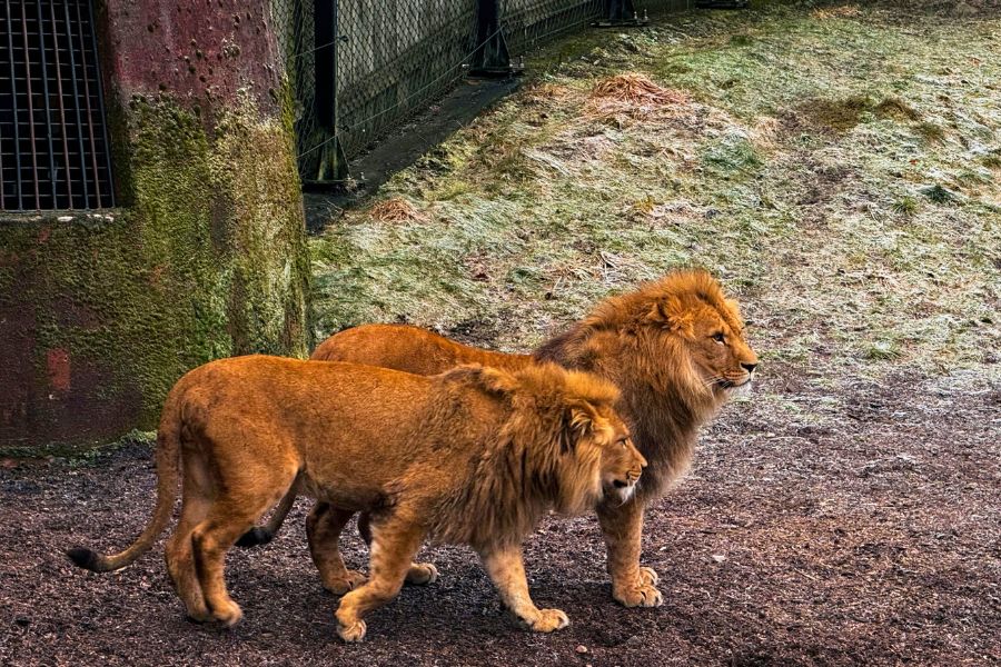 Two lions at Kristiansand Dyreparken zoo in Norway