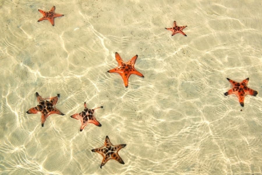 Starfish beach -things to do in Phu Quoc Vietnam