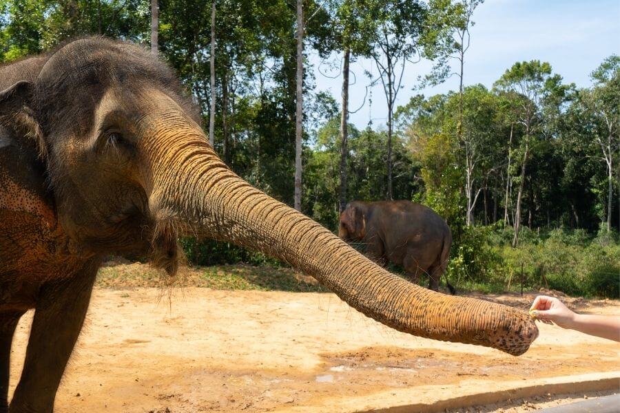 Elephant feeding at Vinpearl Safari Phu Quoc Vietnam