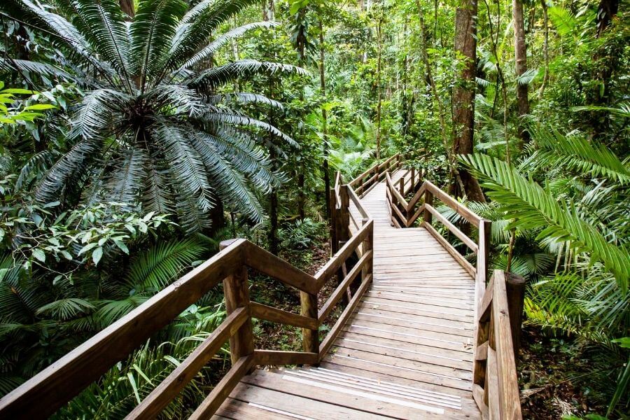daintree national park australia best national parks in Australia