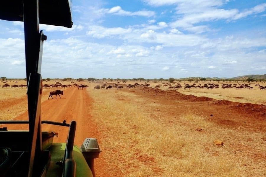 serengeti tanzania wildebeest migration best national parks in the world