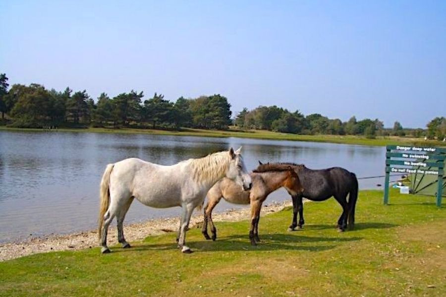 new forest national park uk best national parks in the world