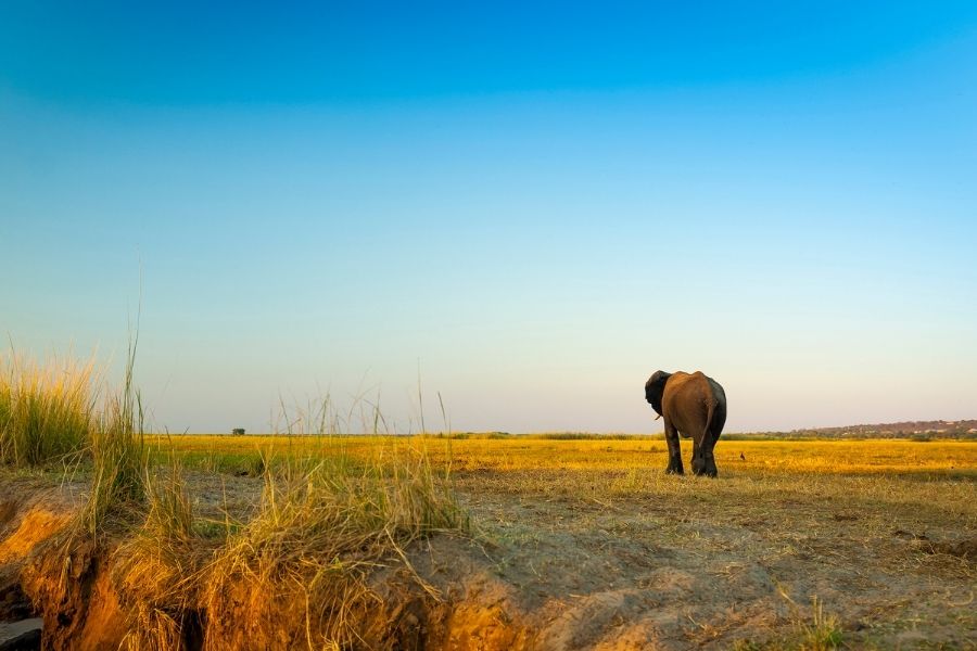 chobe national park botswana best national parks in the world