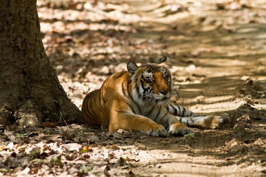 jim corbett india best national parks in the world