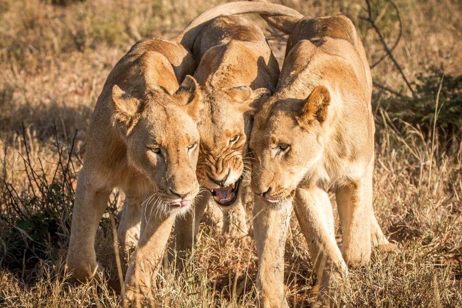 kruger national park south africa best national parks in the world