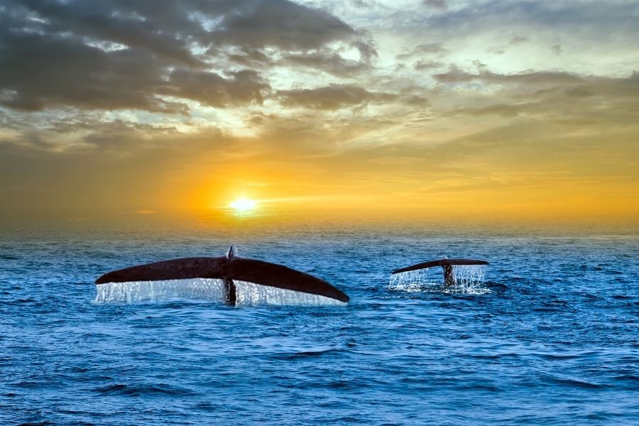 whale watching in mirissa galle sri lanka