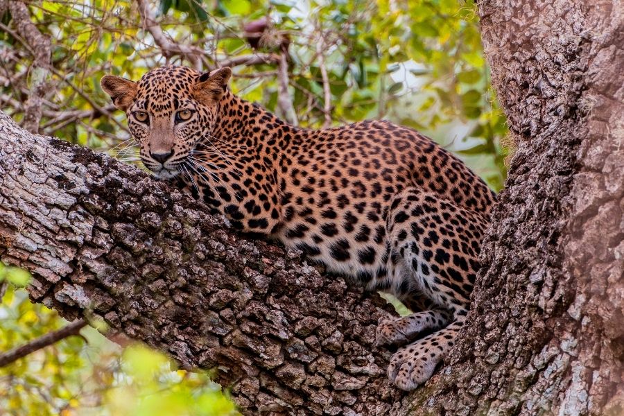yala national park sri lanka best national parks in the world