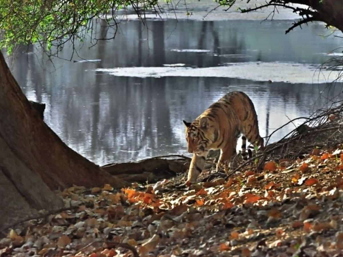 Best National Parks of India_travelmelodies