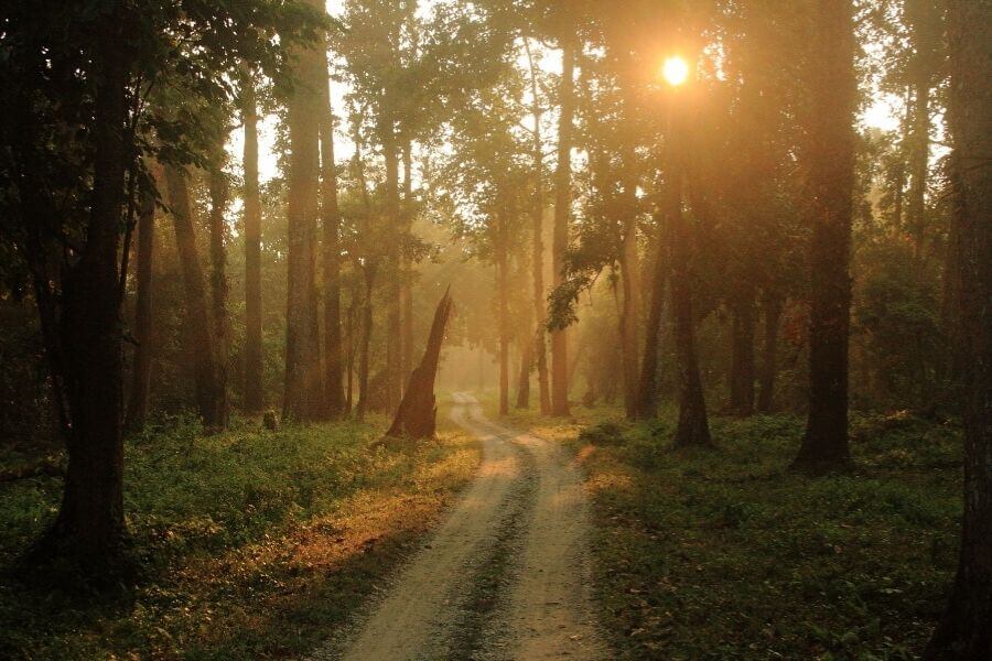 Gorumara National Park West Bengal India Travelmelodies