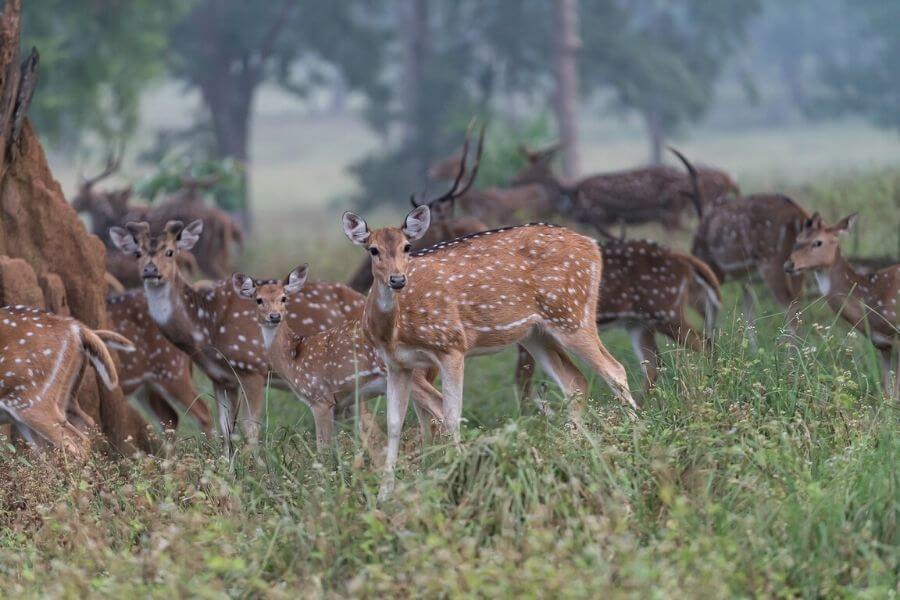 Kanha National Park Madhya Pradesh -best national park in India Travelmelodies