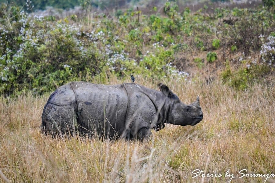Best national Park - Manas National Park Assam India Travelmelodies