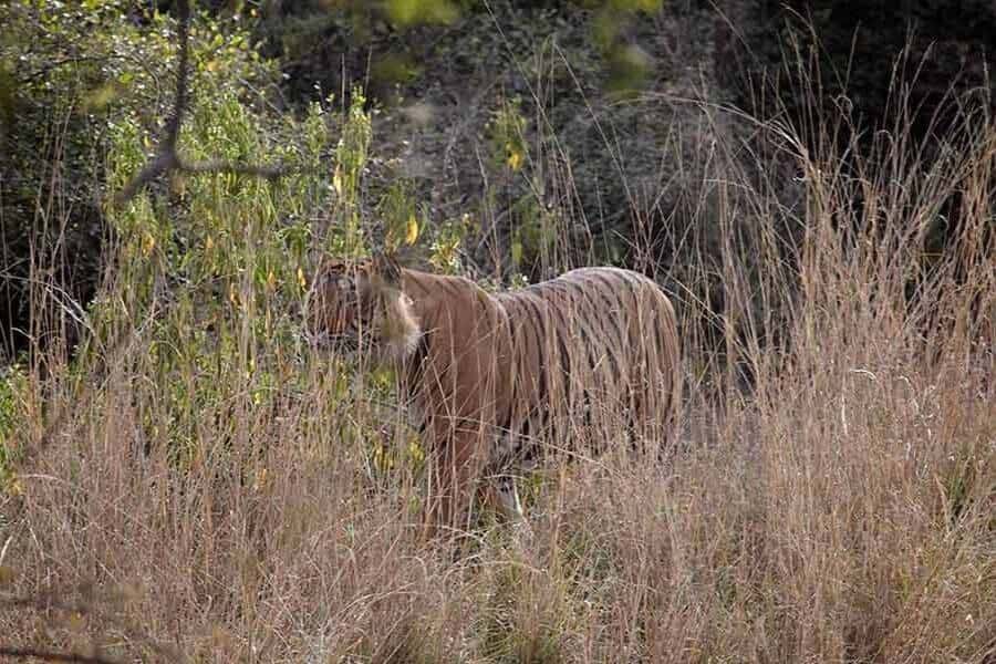 RANTHAMBORE National Park India Travelmelodies - best national parks