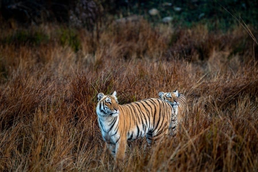 jim corbett best national parks in india
