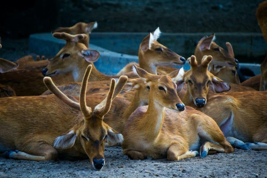 sariska national park best national parks in india