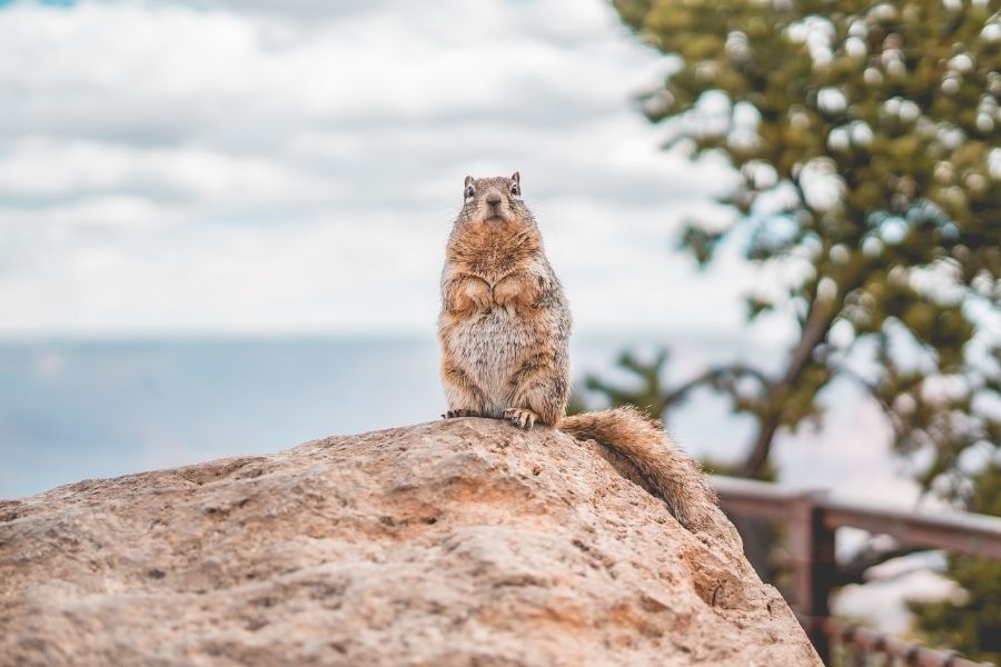 Rock Squirrel Grand Canyon wildlife