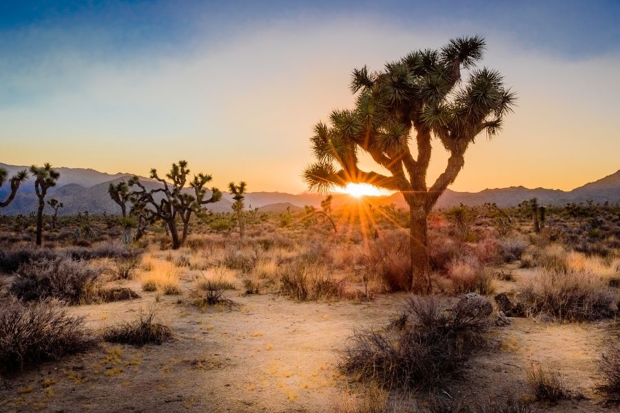 joshua tree national park california west coast usa