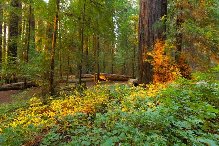 redwoods national park california west coast usa