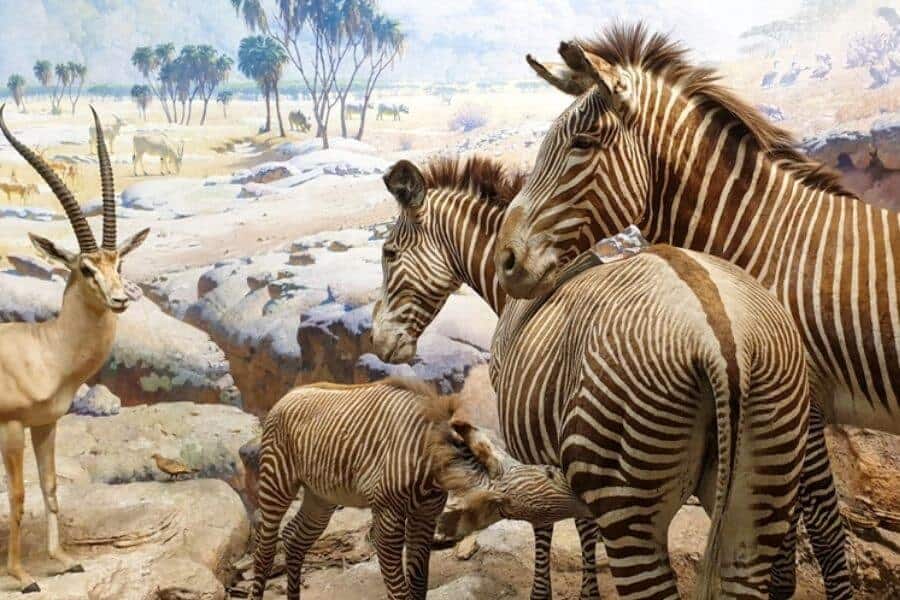 Americam museum of natural history NYC USA Travelmelodies