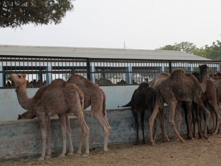 Camel Farm bikaner Rajasthan India feature Travelmelodies