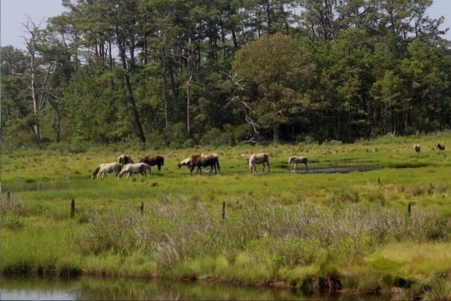 Chincoteague beach Virginia best East coast beach in US Travelmelodies