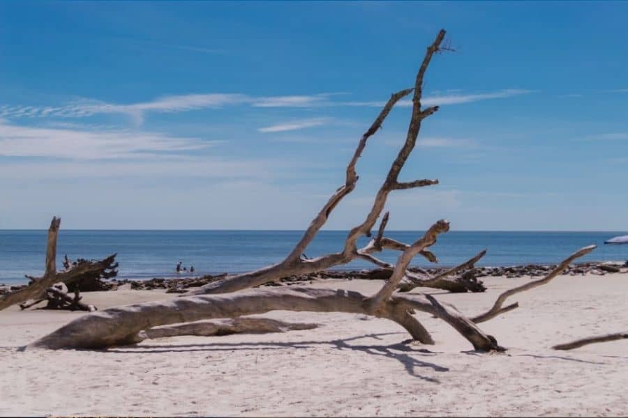Driftwood beach Georgia best east coast beach in US Travelmelodies