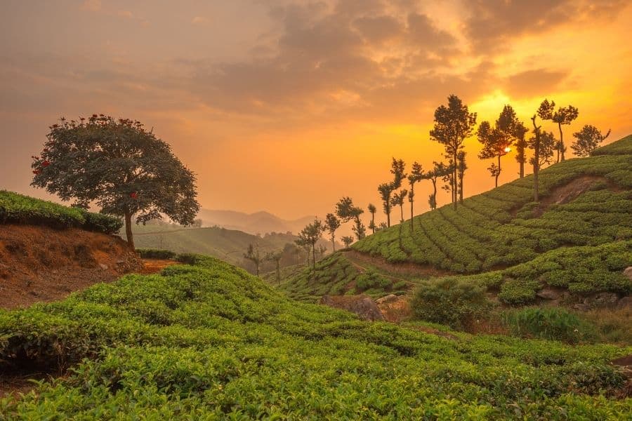 munnar kerala places in india