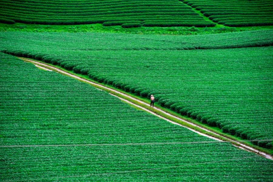 moc chau tea plantations son la vietnam