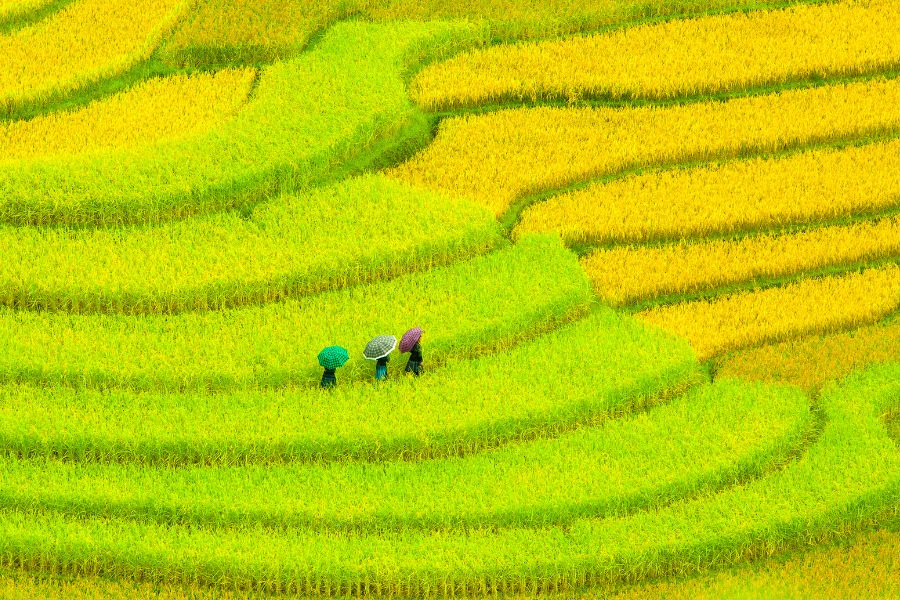 rice fields mu cang chai yen bai vietnam