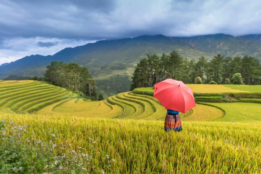 rice terraces sapa vietnam