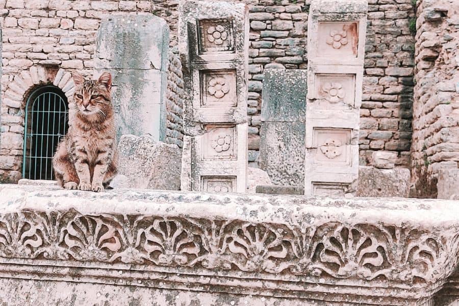 a cat roaming in the ephesus ancient city turkey