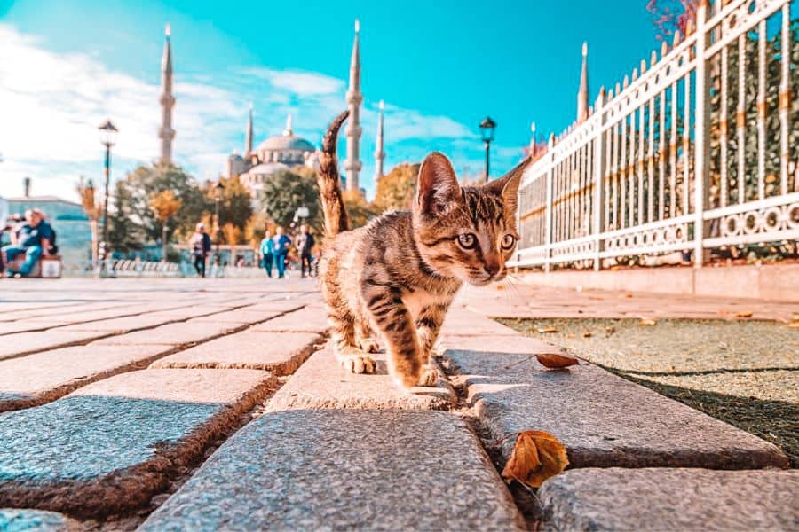 turkey istanbul cats