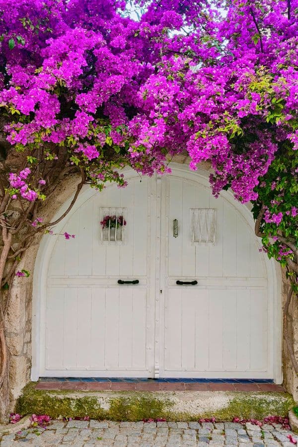 beautiful bougainvillea covered door of alacati